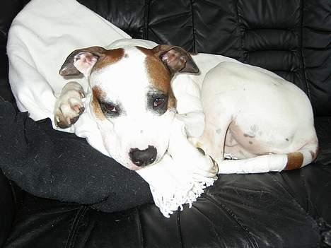 Blanding af racer *Bella*(Mus). R.I.P - Årh det hvide tæppe er rart.... 2007. billede 18