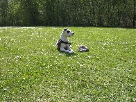 Blanding af racer *Bella*(Mus). R.I.P - Nææææ Her ligger jeg lige med min bold....07. billede 19