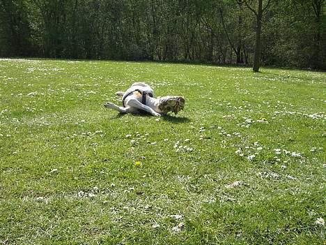 Blanding af racer *Bella*(Mus). R.I.P - Her er det så jeg ruller mig....."NYT" er det så ikke mere det er fra  07. billede 20