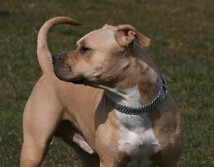 Amerikansk staffordshire terrier ~¤ DJANGO ¤~ - foto model :) billede 3