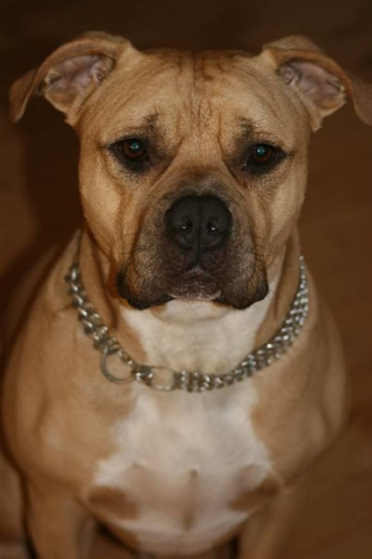 Amerikansk staffordshire terrier ~¤ DJANGO ¤~ billede 4