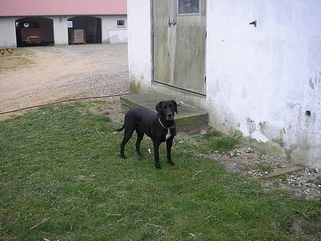 Blanding af racer mille/ myzze billede 2