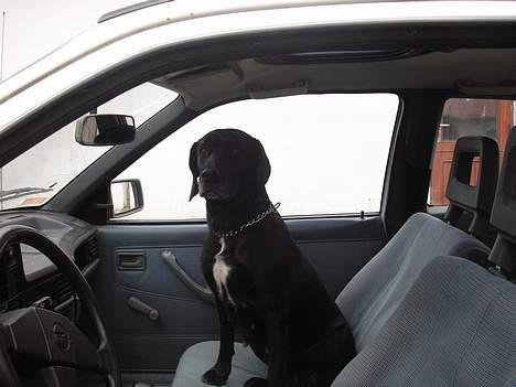 Blanding af racer mille/ myzze billede 3