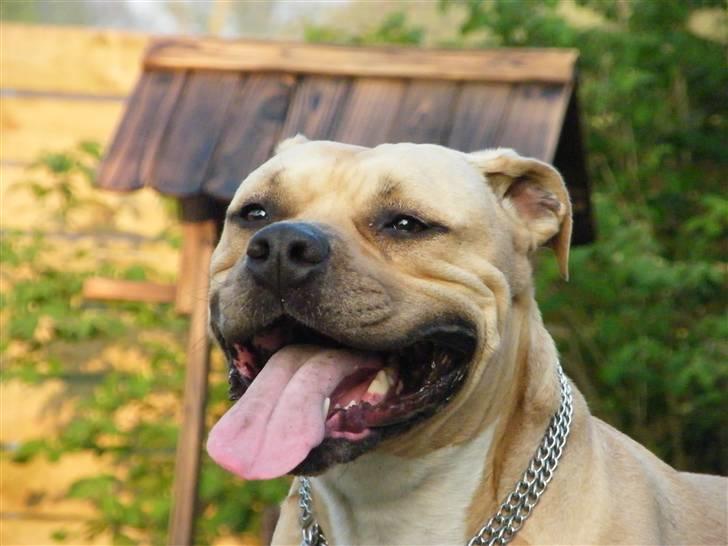 Amerikansk staffordshire terrier ~¤ DJANGO ¤~ billede 5