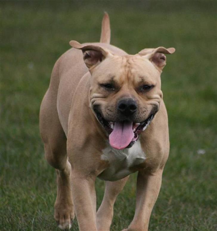 Amerikansk staffordshire terrier ~¤ DJANGO ¤~ - den evige glade Django billede 2