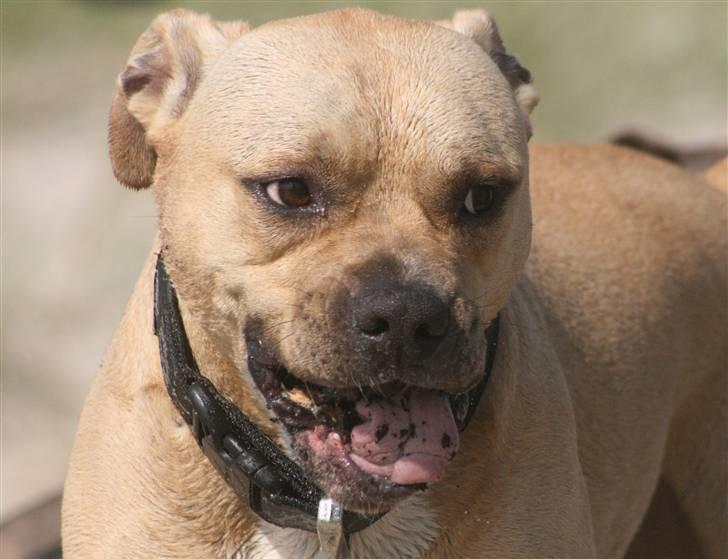 Amerikansk staffordshire terrier ~¤ DJANGO ¤~ billede 7