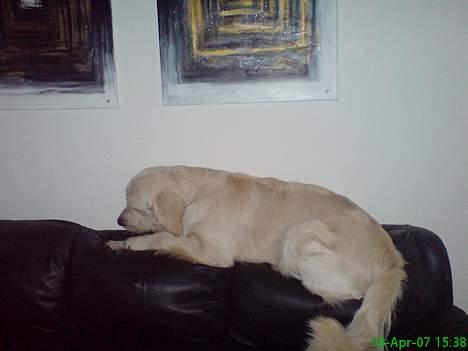 Golden retriever Balto - hi hi det er da meget sjovere at ligge her :) billede 6