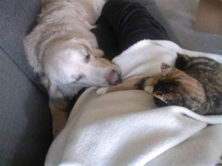 Golden retriever Balto - Skøn ting at vågne op til :) billede 7