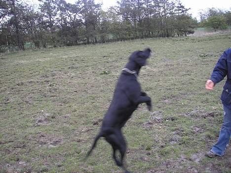 Blanding af racer mille/ myzze billede 4