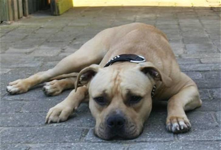 Amerikansk staffordshire terrier ~¤ DJANGO ¤~ billede 8