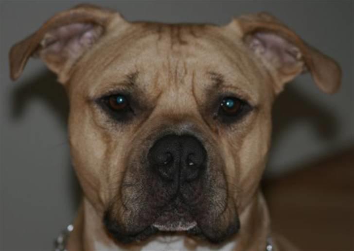 Amerikansk staffordshire terrier ~¤ DJANGO ¤~ billede 9