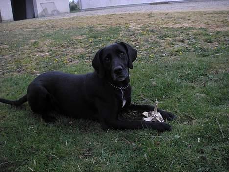 Blanding af racer mille/ myzze billede 5