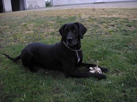 Blanding af racer mille/ myzze billede 6