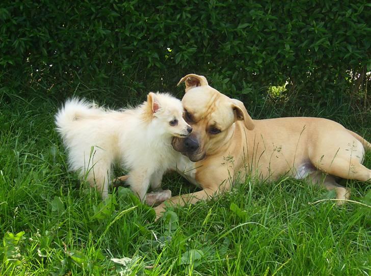 Amerikansk staffordshire terrier ~¤ DJANGO ¤~ billede 10