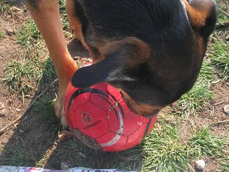 Blanding af racer Pumba billede 18