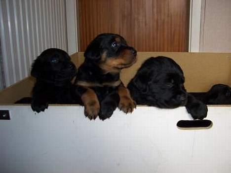 Blanding af racer Trine (Rip d. 24/5-2019) - mig og mine søskende.. de ligner mig ikke.. det er mig i midten billede 9