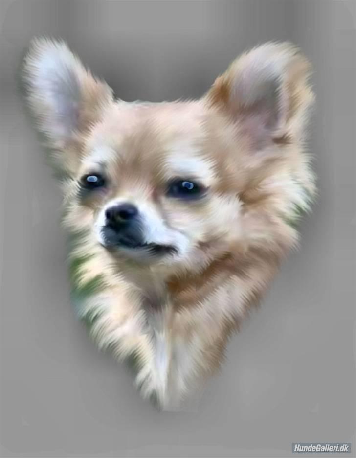 Chihuahua Chili - * Tak fordi I kigger på min profil * billede 1