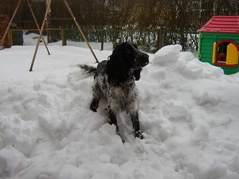 Cocker spaniel Yasmin *SOLGT* - Her leger jeg lige i sneen billede 7