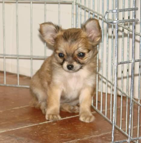 Chihuahua Chili - Første dag i mit nye hjem billede 2