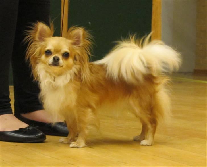 Chihuahua Chili - NYT 26-05-10 billede 3