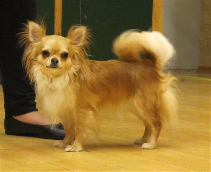 Chihuahua Chili - NYT 26-05-10 billede 4