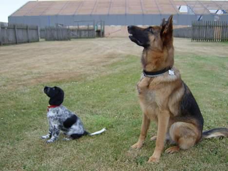 Cocker spaniel Yasmin *SOLGT* - Figo og mig på sommerferie -er vi ikke søde? billede 8