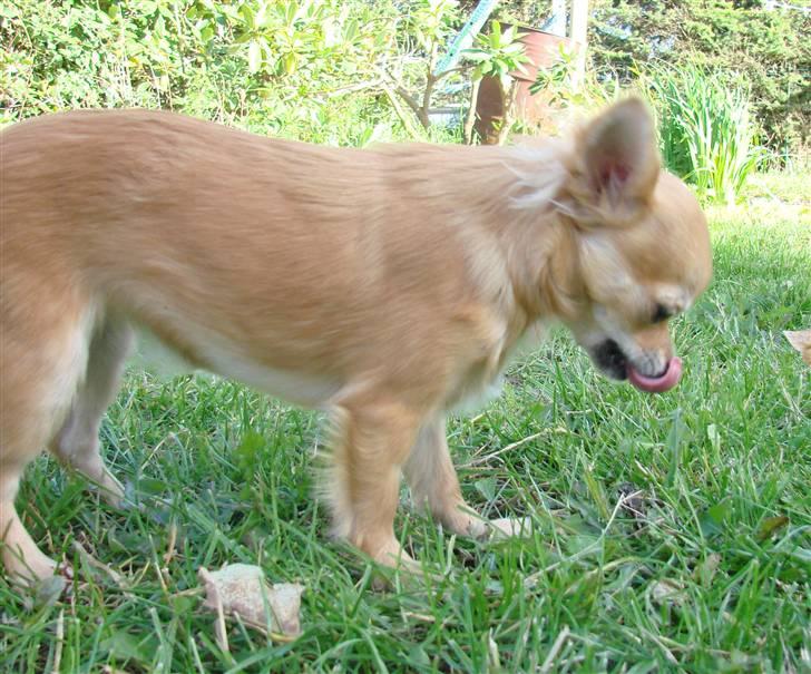 Chihuahua Chili - *NYT 08-09-07* billede 5