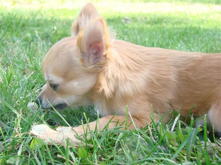 Chihuahua Chili - *NYT 08-09-07* billede 6