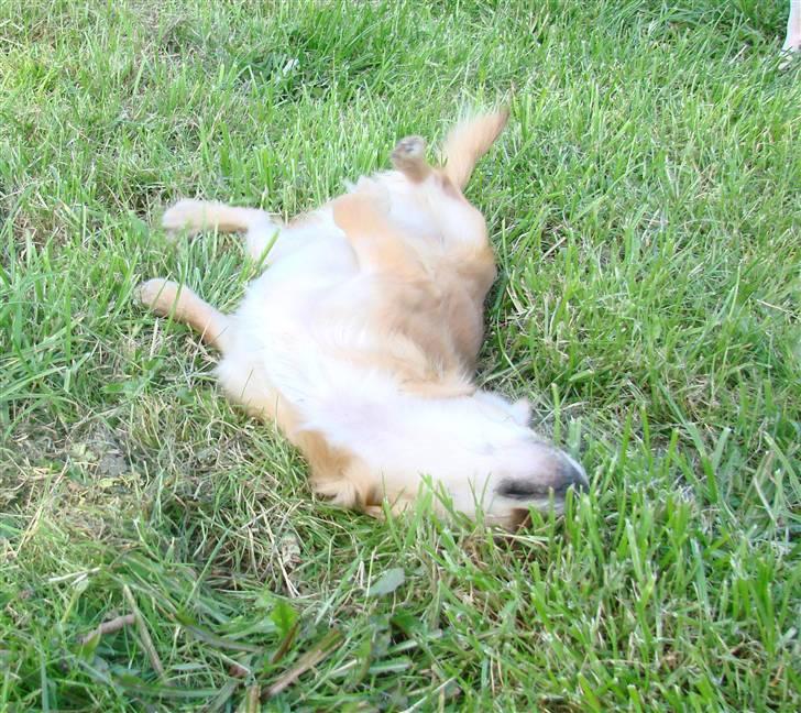 Chihuahua Chili - *NYT 08-09-07* billede 7