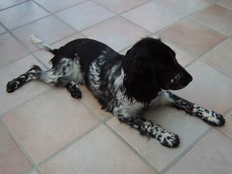 Cocker spaniel Yasmin *SOLGT* - tager lige en slapper billede 9