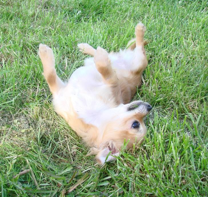 Chihuahua Chili - *NYT 08-09-07* billede 8