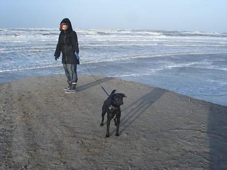 Blanding af racer Pelle - ved stranden en meget kold dag  billede 17