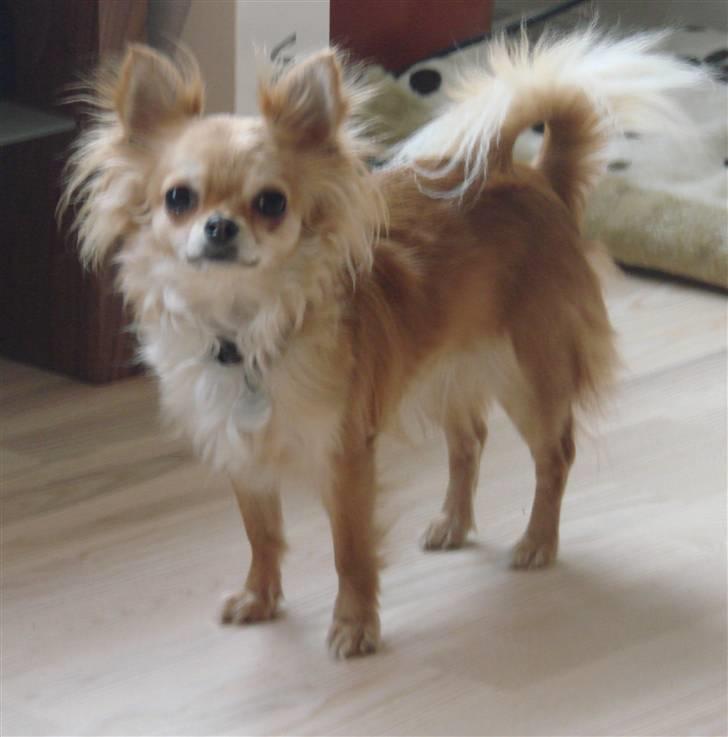 Chihuahua Chili - *NYT 17-01-09* billede 9