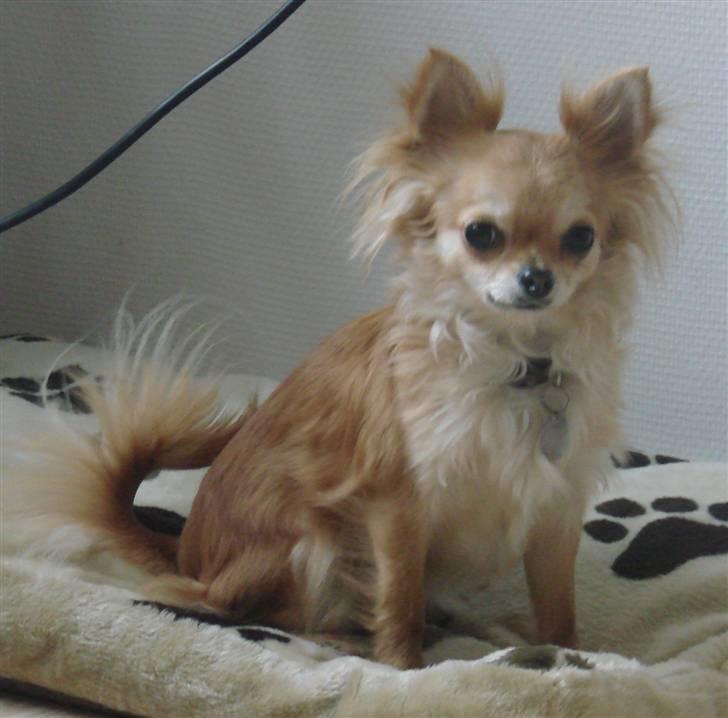 Chihuahua Chili - *NYT 17-01-09* billede 10