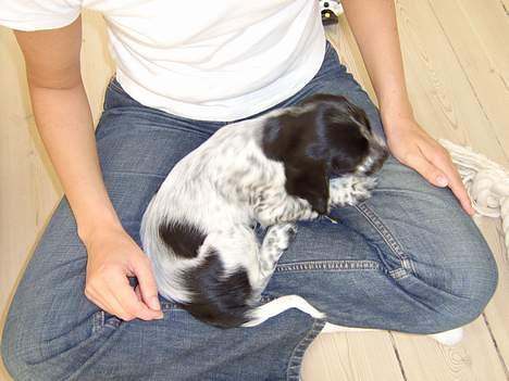 Cocker spaniel Yasmin *SOLGT* - lige kommet til mit nye hjem billede 10