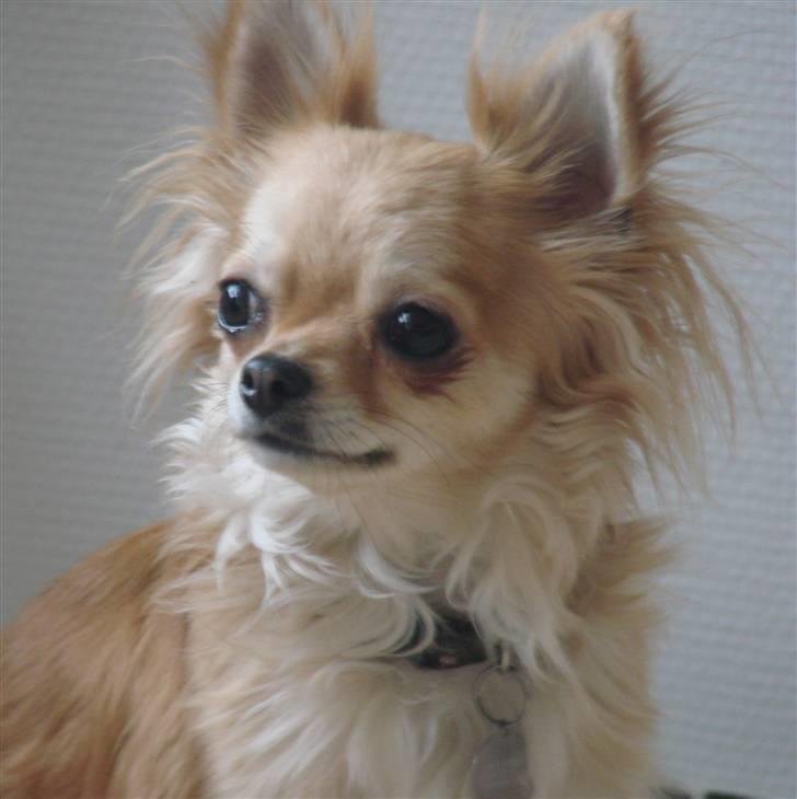 Chihuahua Chili - *NYT 17-01-09* billede 11