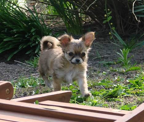 Chihuahua Chili - 23-04-07 billede 12