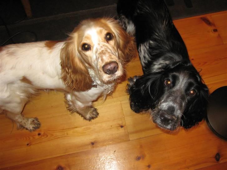 Cocker spaniel Yasmin *SOLGT* - skal vi lege nu? billede 11