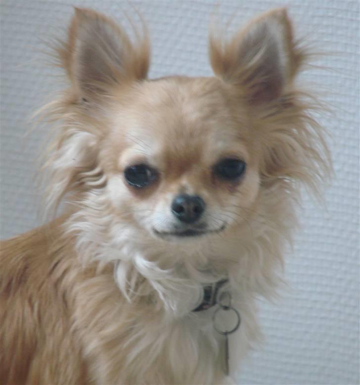 Chihuahua Chili - *NYT 17-01-09* billede 13