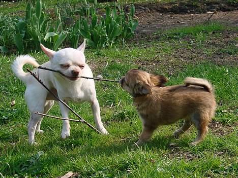 Chihuahua Chili - 23-04-07 billede 14