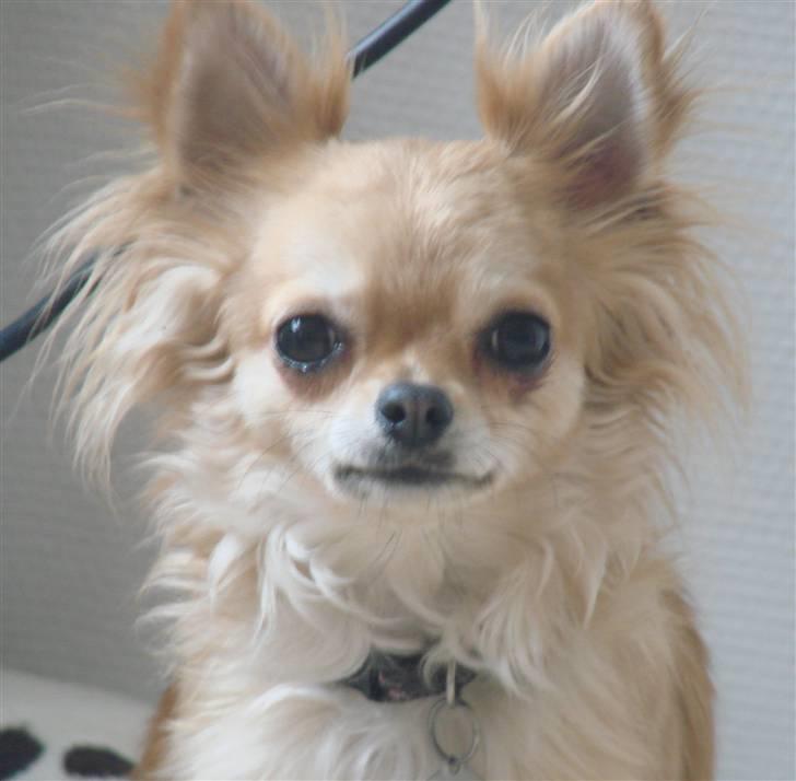 Chihuahua Chili - *NYT 17-01-09* billede 15