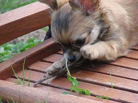 Chihuahua Chili - 23-04-07 billede 16