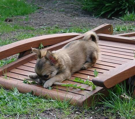 Chihuahua Chili - 23-04-07 billede 17