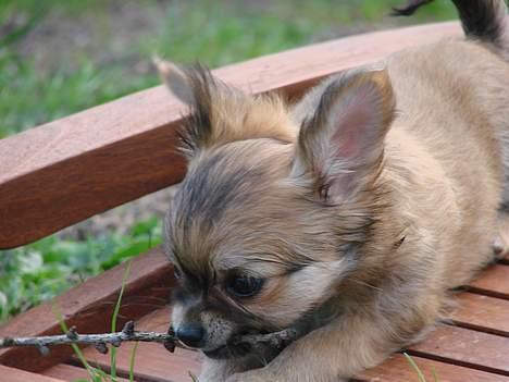 Chihuahua Chili - 23-04-07 billede 18