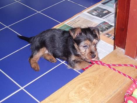 Australsk terrier Bastian & Terry - Bastian leger d. 18.11.06 billede 2