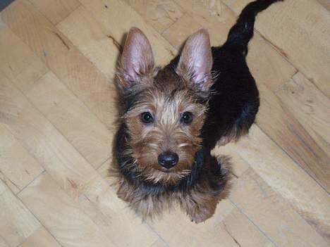 Australsk terrier Bastian & Terry - en MEGET interesseret hund, januar 2007 billede 3