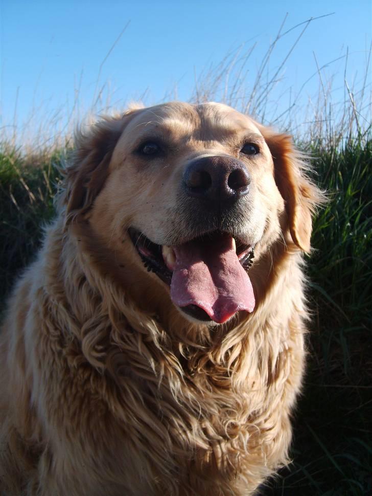 Golden retriever Buster billede 1