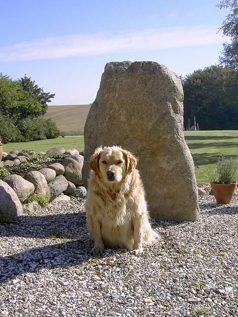 Golden retriever Buster billede 2