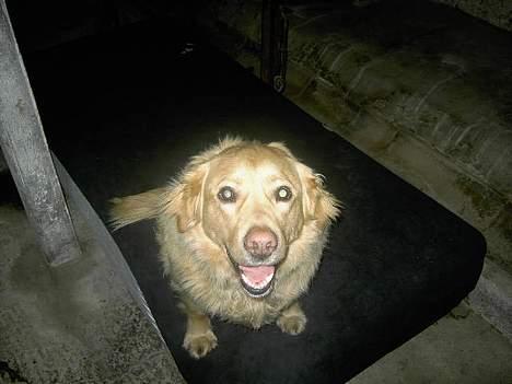 Golden retriever Buster billede 3