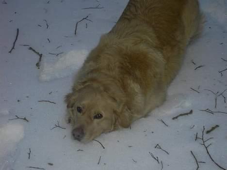 Golden retriever Buster billede 4